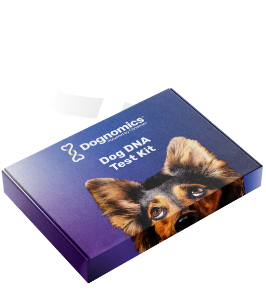 Packaging design agency featured example: Dognomics