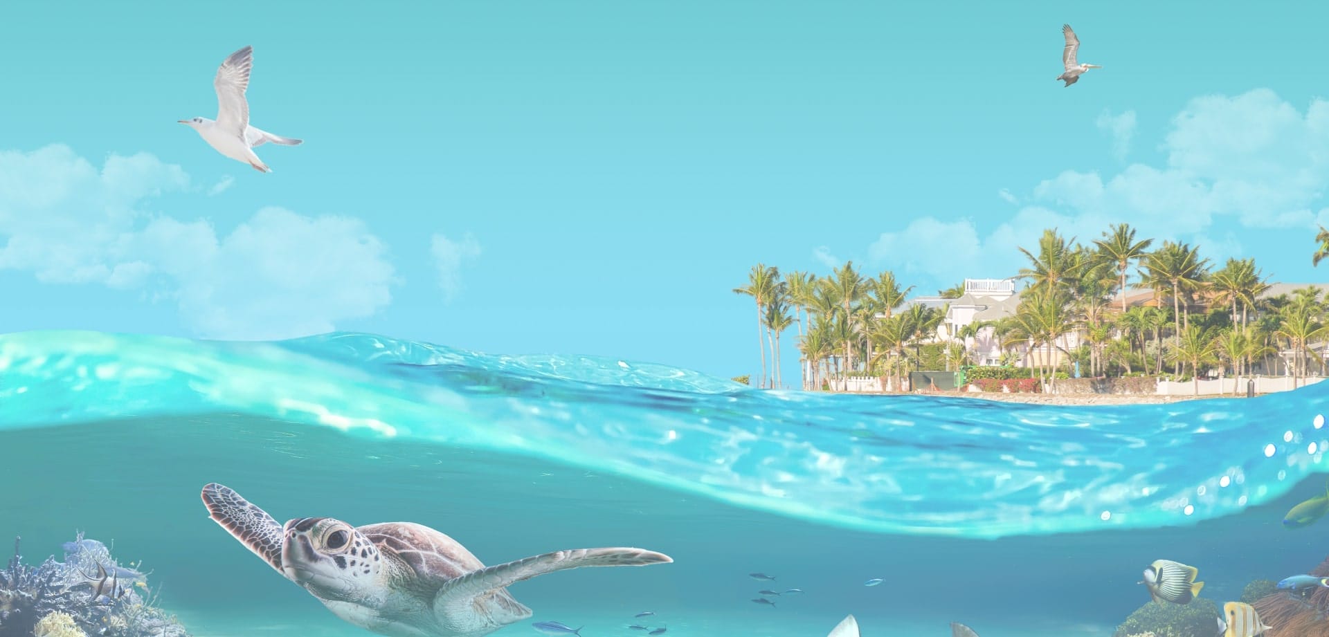 Background image for Vacation Homes Of Key West's case study showing a tropical split-view scene with sea turtle underwater and palm-lined coastline above