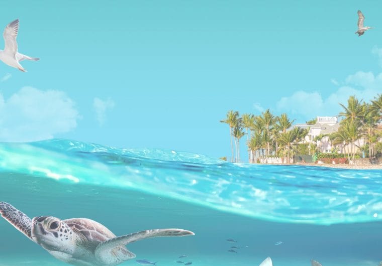 Background image for Vacation Homes Of Key West's case study showing a tropical split-view scene with sea turtle underwater and palm-lined coastline above