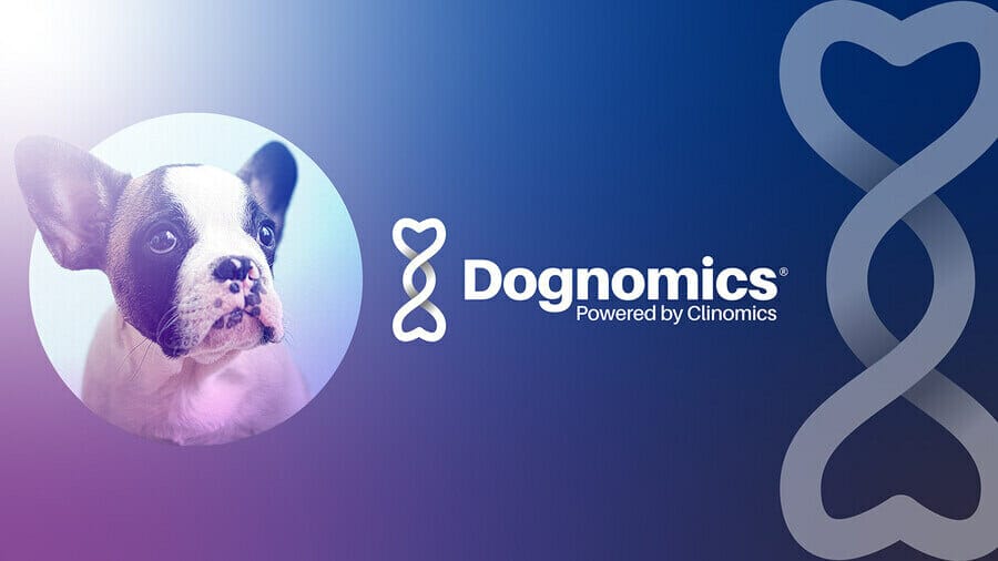Innovative Gradient Design: Top Examples & Best Practices For Your Business 7 A gradient design from Dognomics' brand book