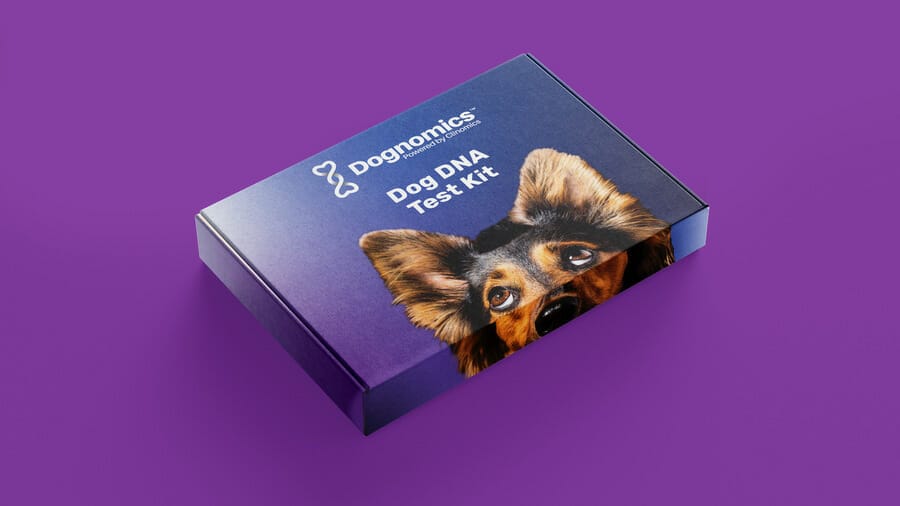 Innovative Gradient Design: Top Examples & Best Practices For Your Business 6 A packaging gradient design for Dognomics
